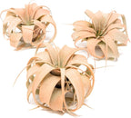 Coral Colorful Tillandsia Air Plants - Long Lasting Color Enhanced Live Tillandsia Succulent House Plants - Home and Garden Decor - Easy Care Indoor/Outdoor Plants (Mini Xerographica, Pack of 3)