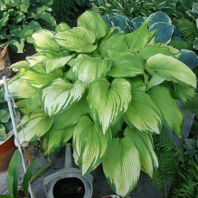 Hosta Seeds for Planting, 195+pcs Rare Perennial Hosta Flower Seeds Plants, Non-GMO Heirloom Long Blooming Plants Shaded Entry Pathway Flowers for Garden Outdoors