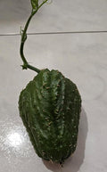 Rare Black/Dark Green Chayote – King Kong Early Variety – Sprouted & Ready to Grow – Live Chayote Squash (Pack of 2)