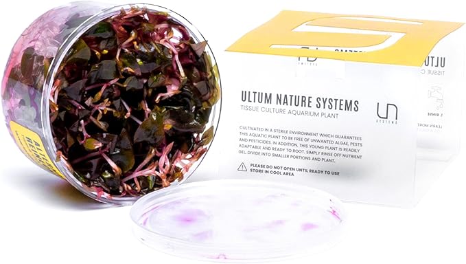 Ultum Nature Systems Mini Alternanthera Reineckii Red Stem Tissue Culture Live Plant for Aquarium, Aquascape, Freshwater Fish Tanks - 100% Snail Free in Vitro