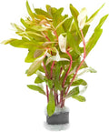 SubstrateSource Live Aquarium Stem Plants - Freshwater Aquatic Plant for Fish Tanks, Aquascaping - (Nesaea Pedicellata Golden, 1 Bunch)