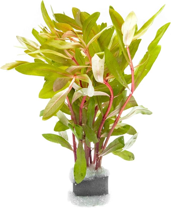 SubstrateSource Live Aquarium Stem Plants - Freshwater Aquatic Plant for Fish Tanks, Aquascaping - (Nesaea Pedicellata Golden, 1 Bunch)