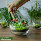 Cute Farms Terrarium Starter Kit | Moss, Vermiculite, Soil, Pebbles, Plant Food, & Finishing Tools (Large Kit + Live Plants + Crystals)