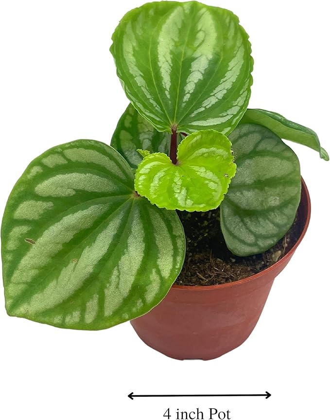BubbleBlooms Peperomia Ecuador, 4 inch, Rare Pep Argyreia, Exotic House Plant