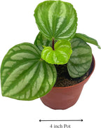 BubbleBlooms Peperomia Ecuador, 4 inch, Rare Pep Argyreia, Exotic House Plant
