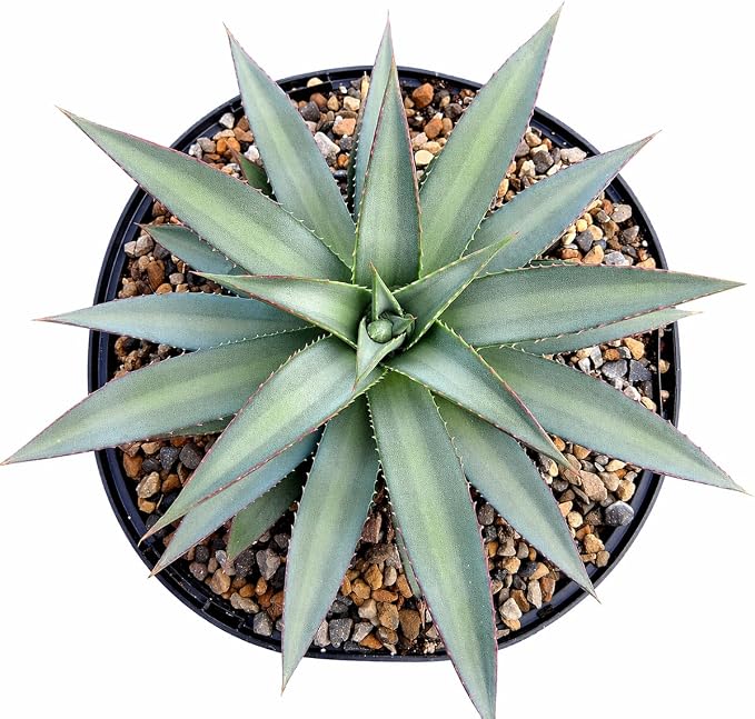 Mangave 'Frosted Elegance' (1.5" Plug) - Live Succulent Plant, Rare Variegated Agave Hybrid, Low Maintenance Indoor Outdoor Plant for Home Garden Decor, Beginner-Friendly Live Plants