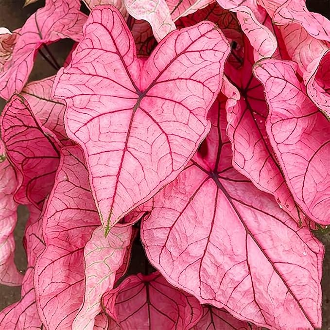 200Pcs Mix Caladium Seeds for Planting for Planting - Shade Loving, Heat Tolerant, Perfect for Containers & Indoor Decor