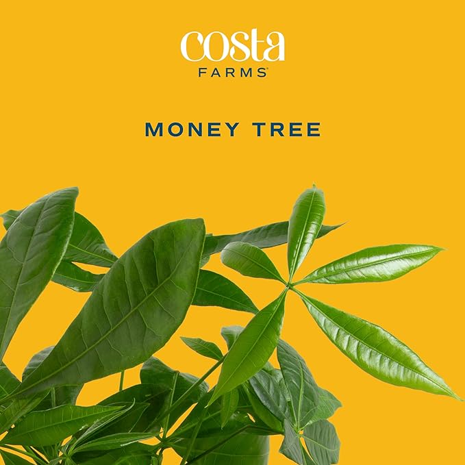 Easy to Grow Houseplants (12 Pack) Live House Plants in Plant Containers, Growers Choice Plant Set & Costa Farms Money Tree, Easy Care Indoor Plant, Live Houseplant in Ceramic Planter Pot