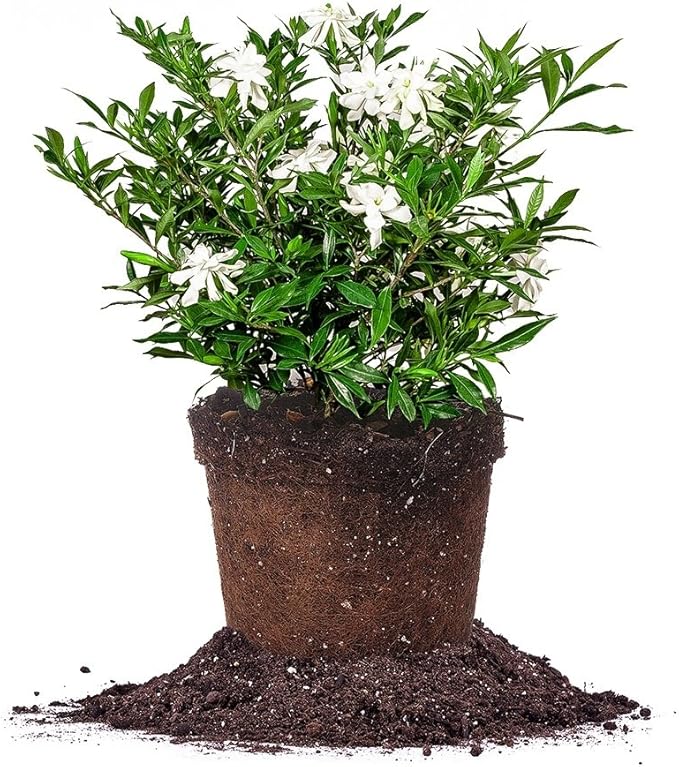 Perfect Plants Frostproof Gardenia Live Plant, 3 Gallon Pot