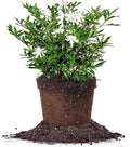 Perfect Plants Frostproof Gardenia Live Plant, 3 Gallon Pot