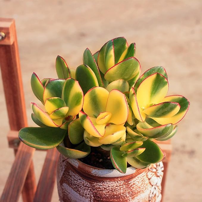 Sprout N Green Golden Jade with Green Stripe Pot, Live Crassula Ovata 'Hummel Sunset' Succulent, Rare Cute Plant, Home Office Décor