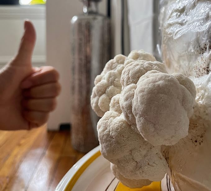 Mushroom Man LLC, Lion's Mane Mushroom Kit