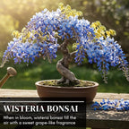 Blue Moon Wisteria Live Tree Seedling – 1 Healthy Plant for Planting – Fast-Growing Vine with Fragrant Lavender-Blue Blooms – Ideal for Trellises, Arbors, and Garden Landscaping