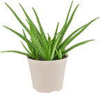 Arcadia Garden Products Live Aloe Vera Succulent Easy Indoor Houseplant in Plastic Pot, Air Purifying Ornamental Plant Gift for Home and Garden Décor, 6 Inch