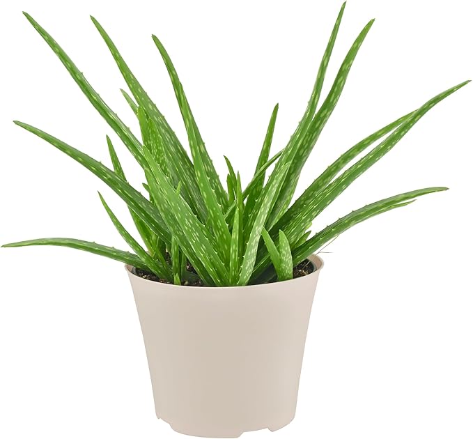 Arcadia Garden Products Live Aloe Vera Succulent Easy Indoor Houseplant in Plastic Pot, Air Purifying Ornamental Plant Gift for Home and Garden Décor, 6 Inch