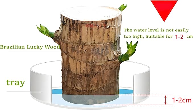 Brazilian Wood Plant,Mini Brazil Lucky Wood,Swelling Stage,Nearing Germination Lucky Tree,Budding Takes just 7-15 Days,Brazilian Tree Perfect for Home,Office Desktop Decoration (with Panda Statue)