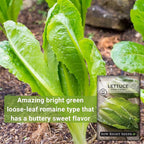 Sow Right Seeds - Giant Caesar Lettuce Seeds for Planting - Non-GMO Open Pollinated Heirloom Packet with Instructions to Grow Lettuce from Seed Indoors or Outdoors - Great Hydroponic Variety (1)