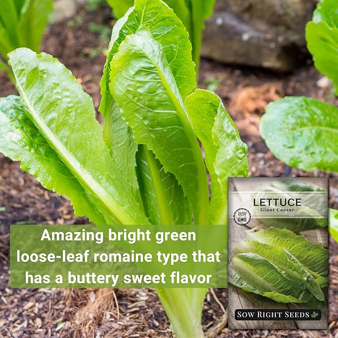 Sow Right Seeds - Giant Caesar Lettuce Seeds for Planting - Non-GMO Open Pollinated Heirloom Packet with Instructions to Grow Lettuce from Seed Indoors or Outdoors - Great Hydroponic Variety (2)