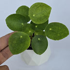Chinese Money Plant Live (Pilea Peperomioides) | Available in 2.5 Inch & 4 Inch Nursery Pot or Add Our Geometric Self-Watering Planter | Air Purifying (Self-Watering Planter, 2.5 inch Pot)