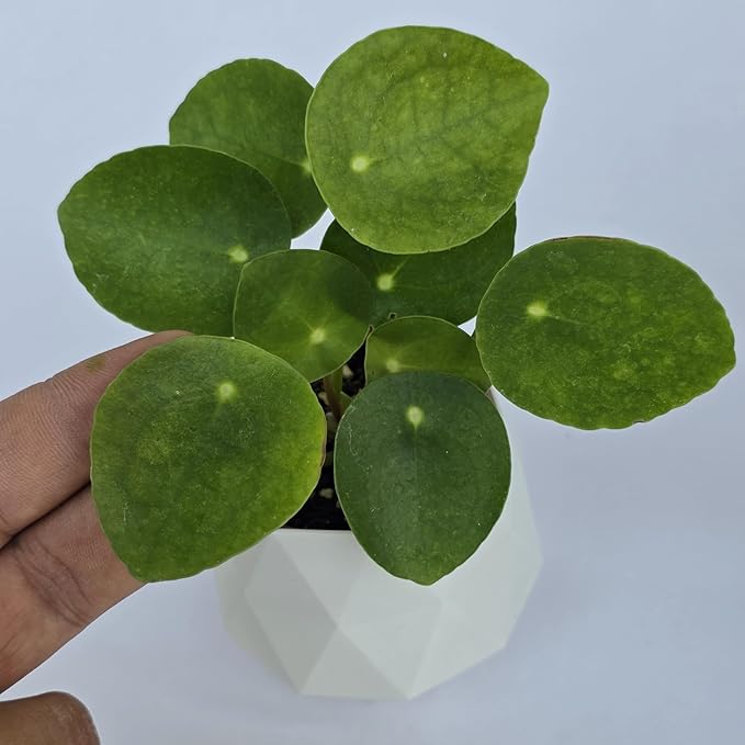 Chinese Money Plant Live (Pilea Peperomioides) | Available in 2.5 Inch & 4 Inch Nursery Pot or Add Our Geometric Self-Watering Planter | Air Purifying (Self-Watering Planter, 2.5 inch Pot)
