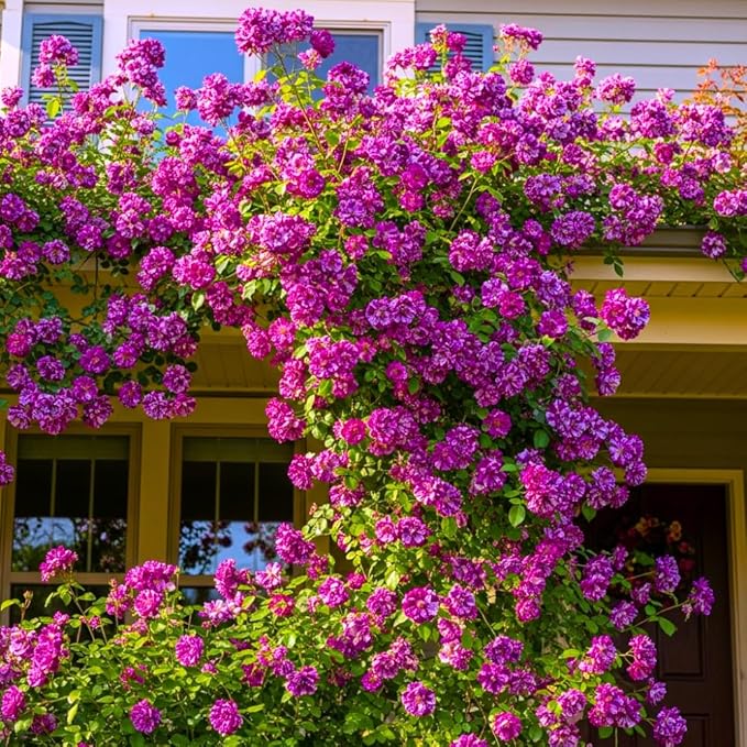 Purple White Stripe Climbing Rose Live Plant, Can Grow As Rose Bushes Shrubs, Fragrant Ready to Plant, Starter Size, 5 to 10 Inc Tall, Dormant in Winter