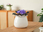 Self Watering Plant Pot, 6 Inch African Violet Pots Maintenance, Ceramic Self-Watering Planter for Indoor Plants - Ideal Flower Pot for Thriving Indoor Gardens, White