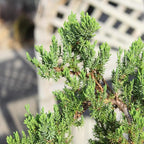Brussel's Bonsai Live Green Mound Juniper Bonsai Tree - Medium, 5 Year, 6 to 10 Inches - Outdoor Bonsai Tree Live with Rock Bonsai Pot