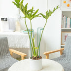 10 Pack Monstera Support Indoor Plant Support Stakes for Large Plants and Climbing Vines | Plant Supports for Outdoor and Indoor Use | Ideal Garden Flower Stem Holder Trellis for Plant Lovers