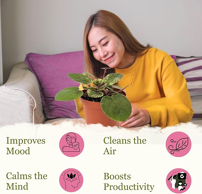 Live Plant Assorted African Violets 4" - Easy to Care and Grow Air Purifying Indoor House Plants - Rare African Violets Plant - Flowers for Home Office Room Decor & Giftable(Heat Pack Included)