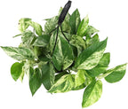 Variegated Marble Queen Pothos in 6" Hanging Basket with Detachable Hook, Live Plant Decor, Real Houseplant for Home or Office, Real Easy to Grow Houseplants by Plants for Pets