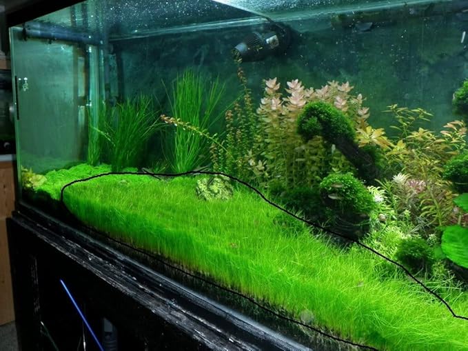 Marcus Fish Tanks - Dwarf Hairgrass Eleocharis Parvula Live Aquarium Plants Carpeting Plant for Aquatic Freshwater Fish Tank BUY2GET1FREE