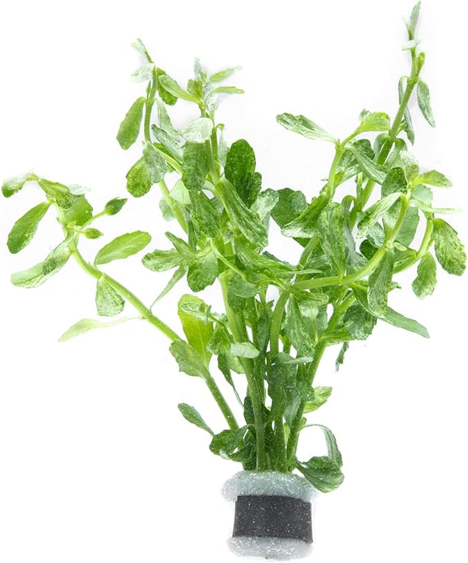 SubstrateSource Live Aquarium Stem Plants - Freshwater Aquatic Plant for Fish Tanks, Aquascaping - (Bacopa Monnieri Variegatus, 1 Bunch)