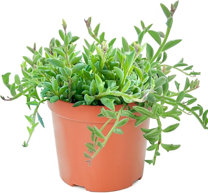 Sprout N Green String of Dolphins, Live Succulent Plant Fully Rooted in 4" Pot with Soil, Trailing Houseplant for Home Office Wedding Hanging Decor DIY Projects Party Favor, Keep Away from Pets