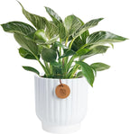 Costa Farms Philodendron Birkin Live Plant in Decorative Pot, Air Purifying Indoor Houseplant, Perfect for Home, Room, or Office Decor, Great House Warming or Birthday Gift, 12-18 Inches Tall