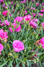 RedCrocus Everlast Peach' Pinks, Sweet William Dianthus- Vibrant Fragrant Blooms, Pollinator Attractant, Container & Border Plant, Pet Safe, Easy Care, Hardy Zones 3-8 1 Gallon (Pack of 12