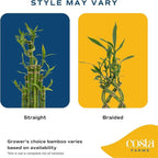 Costa Farms Lucky Bamboo Plant, Easy to Grow Live Houseplant in Indoor Bamboo Pot, Potting Mix, Grower's Choice, Birthday Gift, Home, Office, Plant Shelf Zen Room Decor, 12-Inches Tall