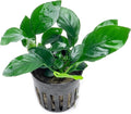 SubstrateSource Anubias Live Aquarium Plants - Potted Freshwater Plant for Fish Tanks, Terrariums - Beginner Friendly Low Light (Barteri, 1 Pot)