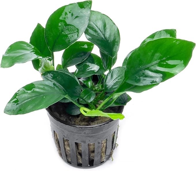 SubstrateSource Anubias Live Aquarium Plants - Potted Freshwater Plant for Fish Tanks, Terrariums - Beginner Friendly Low Light (Barteri, 1 Pot)