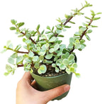 Elephant Bush Portulacaria afra - Live Succulent Plant, 2 Inch Plastic Pot, Small Round Green Leaves on Woody Stems, Easy Care Pet Friendly Indoor Outdoor Plant for Bonsai, Home Decor, Plant Gifts