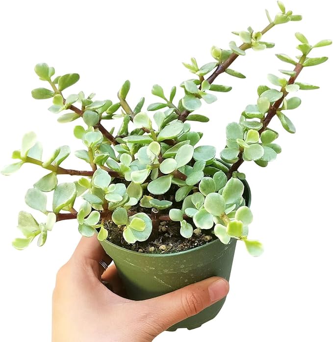 Elephant Bush Portulacaria afra - Live Succulent Plant, 2 Inch Plastic Pot, Small Round Green Leaves on Woody Stems, Easy Care Pet Friendly Indoor Outdoor Plant for Bonsai, Home Decor, Plant Gifts
