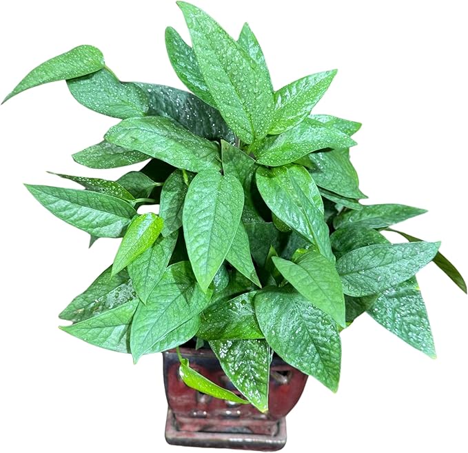 PLANTVERS Cebu Blue Pothos in a 6" Nursery Pot– Epipremnum Pinnatum Live Plant – Easy Indoor Vining Plant – Low Light Tropical Houseplant – Air Purifying & Pet-Friendly Indoor Plant