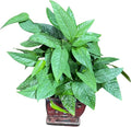 PLANTVERS Cebu Blue Pothos in a 6" Nursery Pot– Epipremnum Pinnatum Live Plant – Easy Indoor Vining Plant – Low Light Tropical Houseplant – Air Purifying & Pet-Friendly Indoor Plant