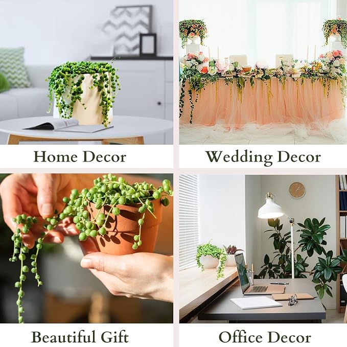 3" String of Pearls Plant Live, Succulent Plants Live in Hanging Basket, Rare Houseplant for Home Office Wedding & Gift Decor (Heat Pack Included)