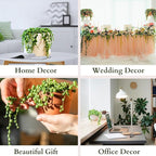 3" String of Pearls Plant Live, Succulent Plants Live in Hanging Basket, Rare Houseplant for Home Office Wedding & Gift Decor (Heat Pack Included)