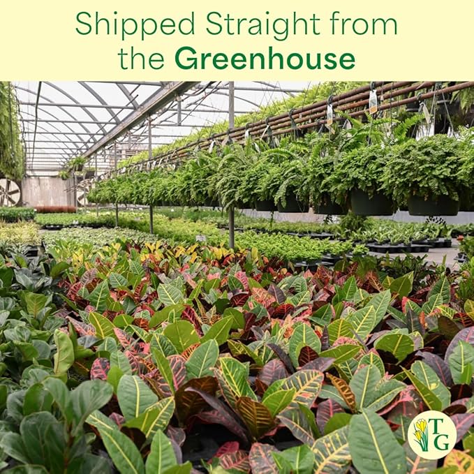 Thorsen's Greenhouse Live Arboricola Umbrella Tree Plant, Schefflera Arboricola, Natural Air Purifier, Easy to Grow, Live Indoor Houseplant, 6-inch Diameter (Sage (6" Pot))