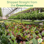 Thorsen's Greenhouse Live Low Light Houseplants (3 Pack), Easy to Grow Indoor Plants, Grower's Choice Bundle, 4-inch Diameter Established Plants, Decorative Lavender Ruffled Pot (3-Pack)