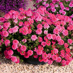 3 Pink Verbena Plants Live, Hardy Perennial Flower, 4-8 Inches Tall, Outdoor Garden Plant
