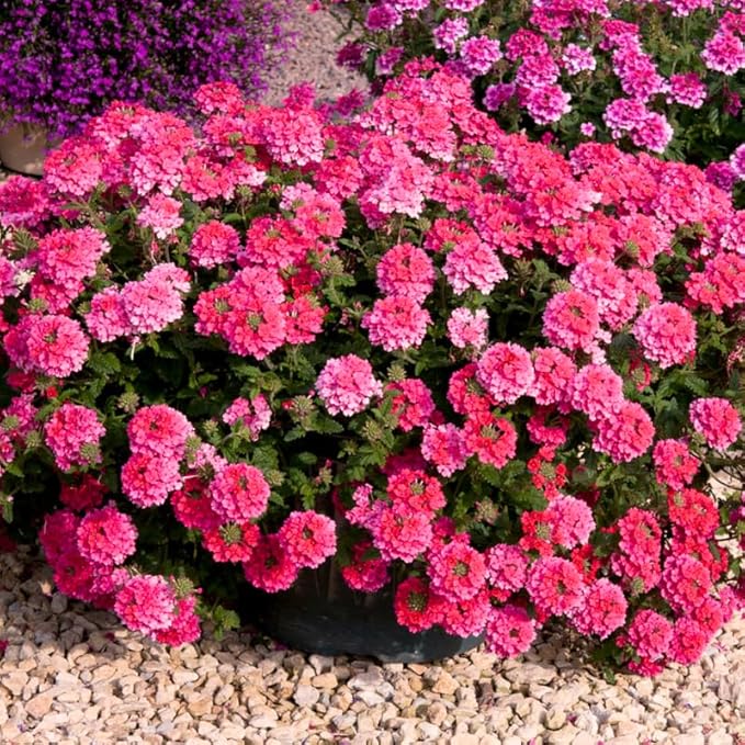3 Pink Verbena Plants Live, Hardy Perennial Flower, 4-8 Inches Tall, Outdoor Garden Plant