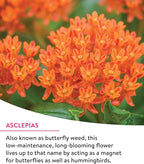 Burpee Wildflower Mix Monarch Sanctuary Seeds | 25,000 Non-GMO Seeds, 3 Types of Butterfly Weed Plus Cornflower, Lupine, Echinacea, and More | Pollinator Garden Attracts Monarch Butterflies