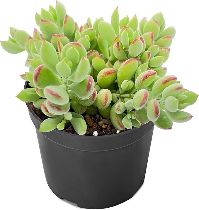 Sprout N Green Cotyledon Pendens, Live Succulent Fully Rooted in 4" Pot with Soil, Trailing Plant for Home Office Wedding Indoor Outdoor Hanging Decor DIY Project Party Favor, Keep Away from Pets